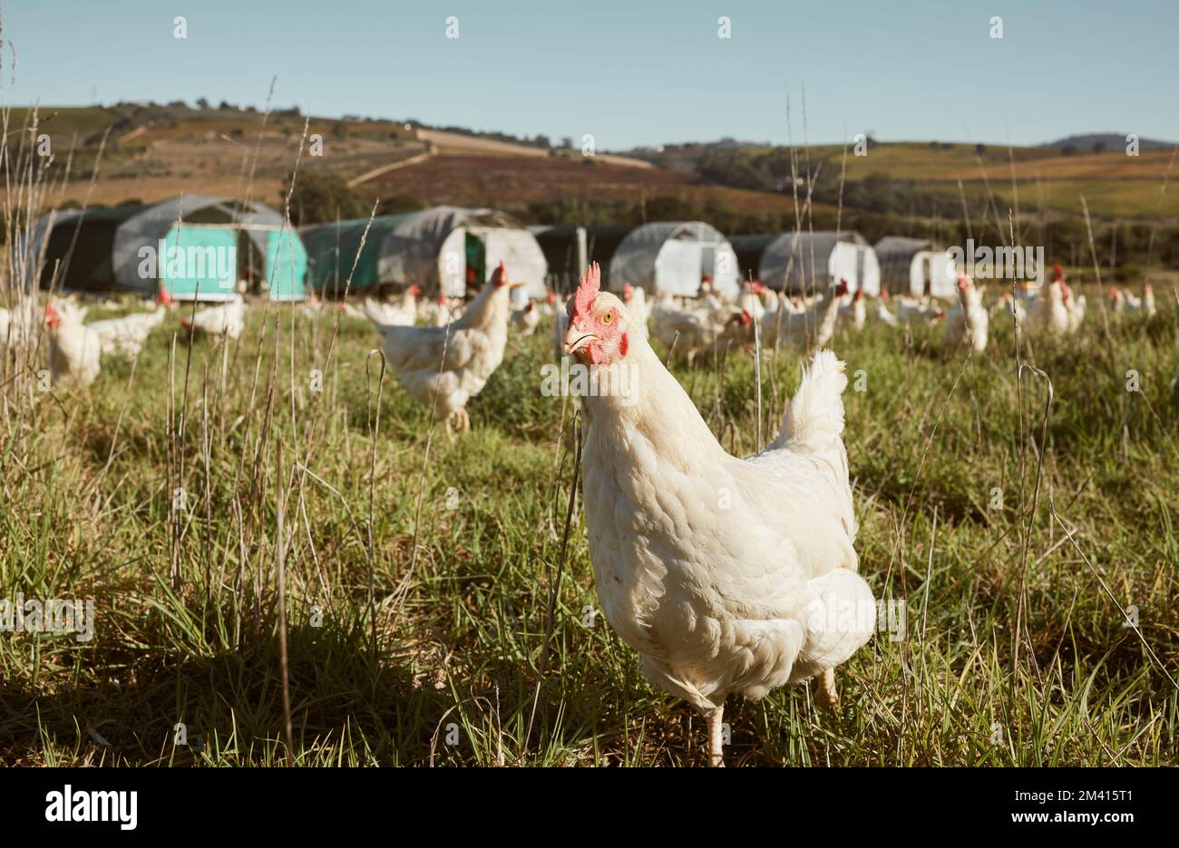 Agriculture, farming and chicken on field in countryside on organic, healthy and natural protein farm. Sustainability, nature landscape and flock of Stock Photo