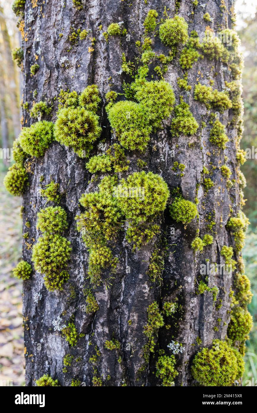 Side-fruited Crisp-moss, Tortella squarrosa, Pleurochaete squarrosa, on a tree barck. Indicator of good habitat. Catalonia, Spain Stock Photo
