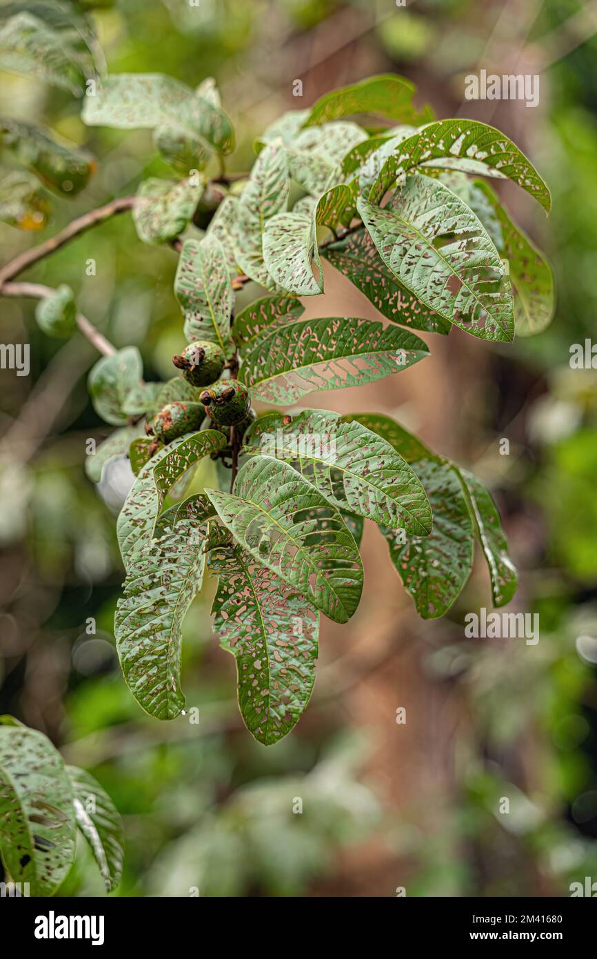 Leaves of a guava fruit tree completely eaten by pest insects Stock