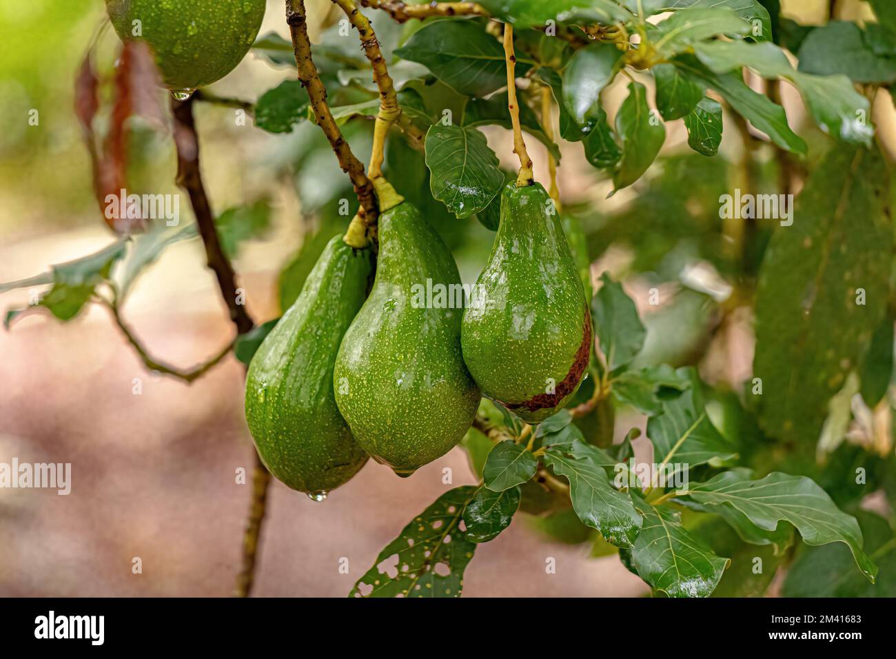Avocado Fruit Tree of the species Persea americana Stock Photo Alamy