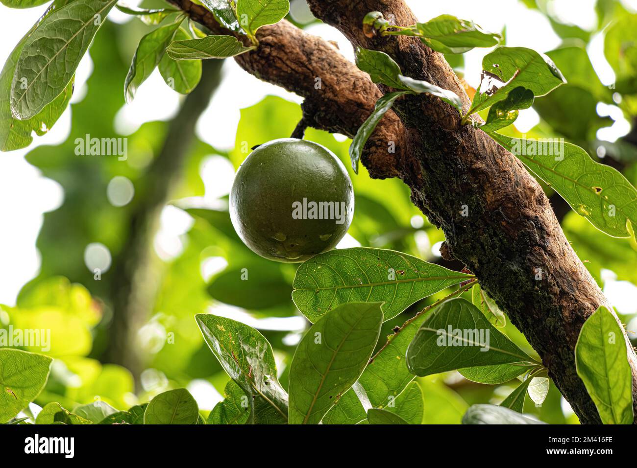 Calebasse (Crescentia) - PictureThis