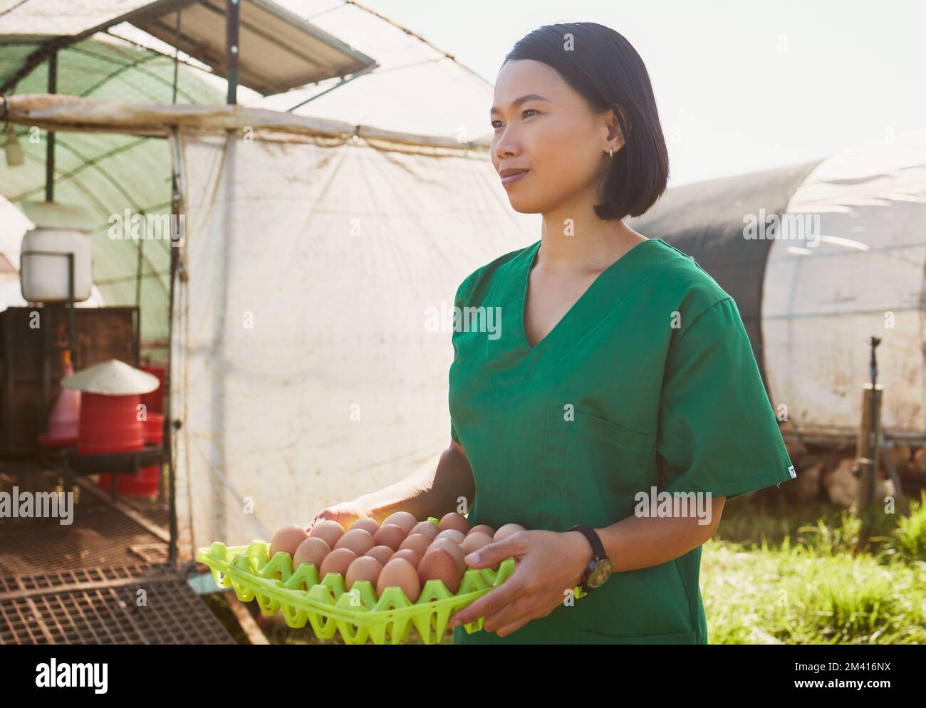 Vet healthcare, farm and woman with egg for quality control, health inspection and check organic chicken product. Sustainability farming, greenhouse Stock Photo