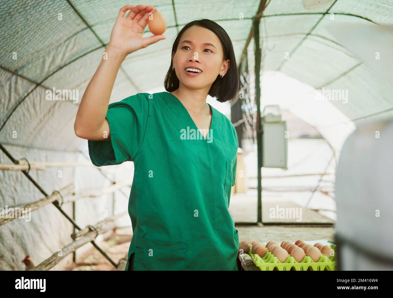 Woman, egg quality and check on farm, chicken and poultry with agriculture and natural, organic and free range eggs. Japanese farmer in greenhouse Stock Photo