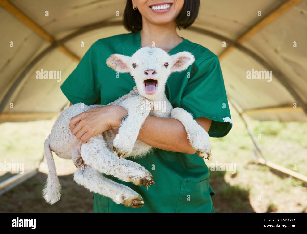 Lamb, baby animal and vet woman at a farm or zoo for health and wellness of farming animals with care and medical help. Veterinary, nurse or doctor in Stock Photo