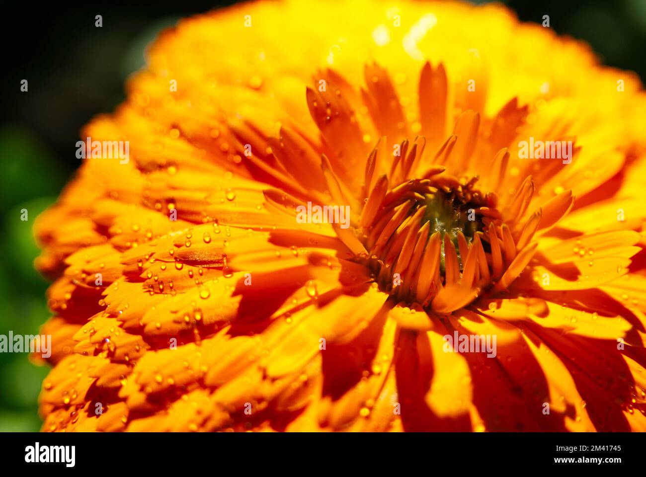 Pot Marigold (Calendula officinalis) with waterdrops. The flower was