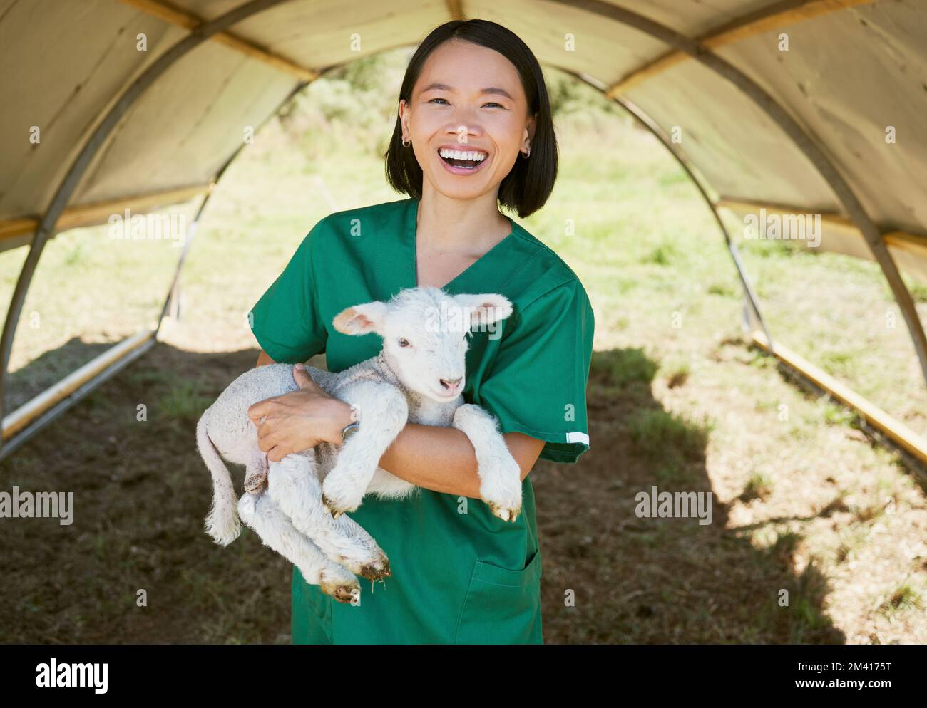 Animal inspection hires stock photography and images Alamy