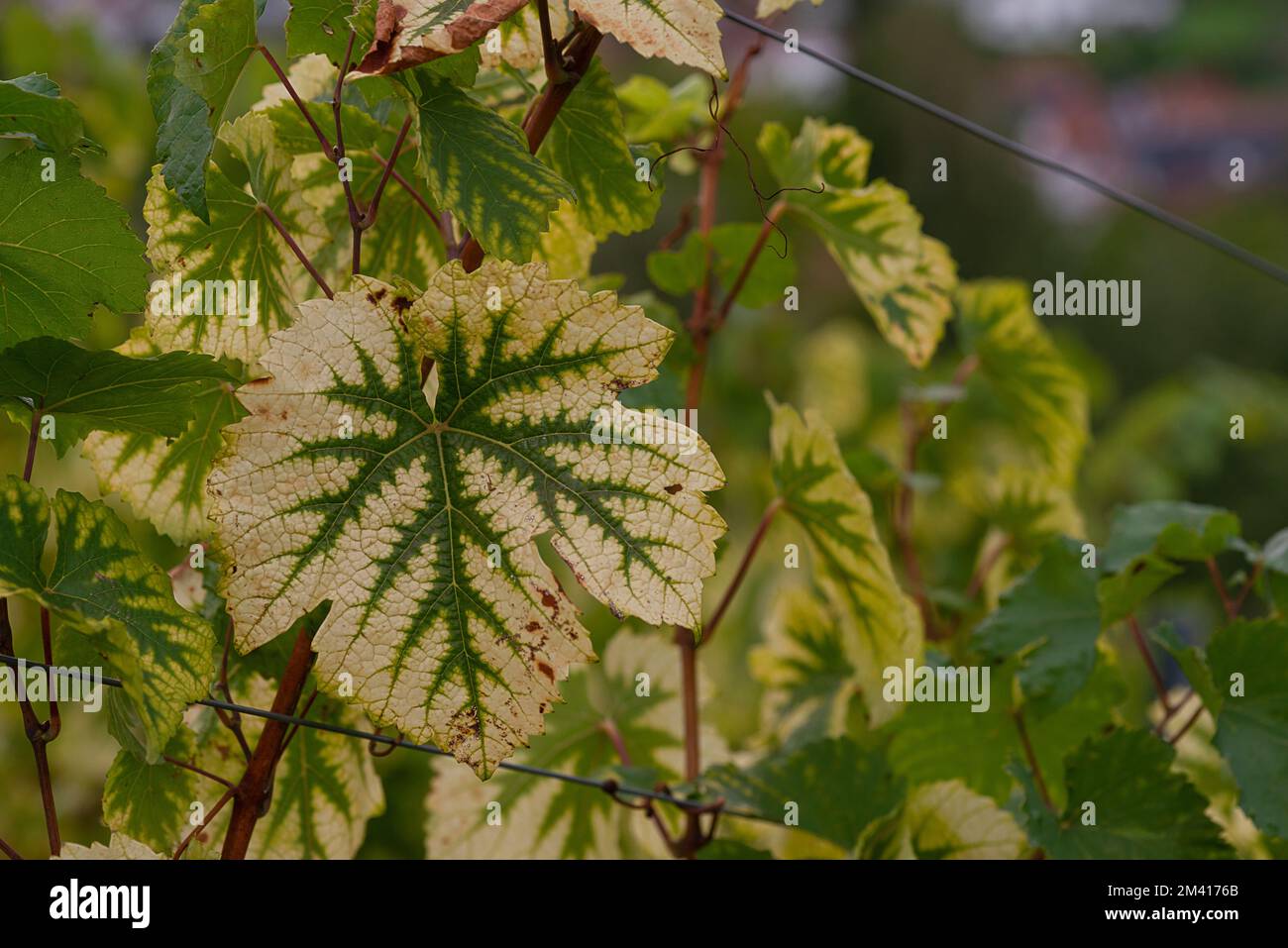 A grapevine leaf with Magnesium deficiency on the blurred background