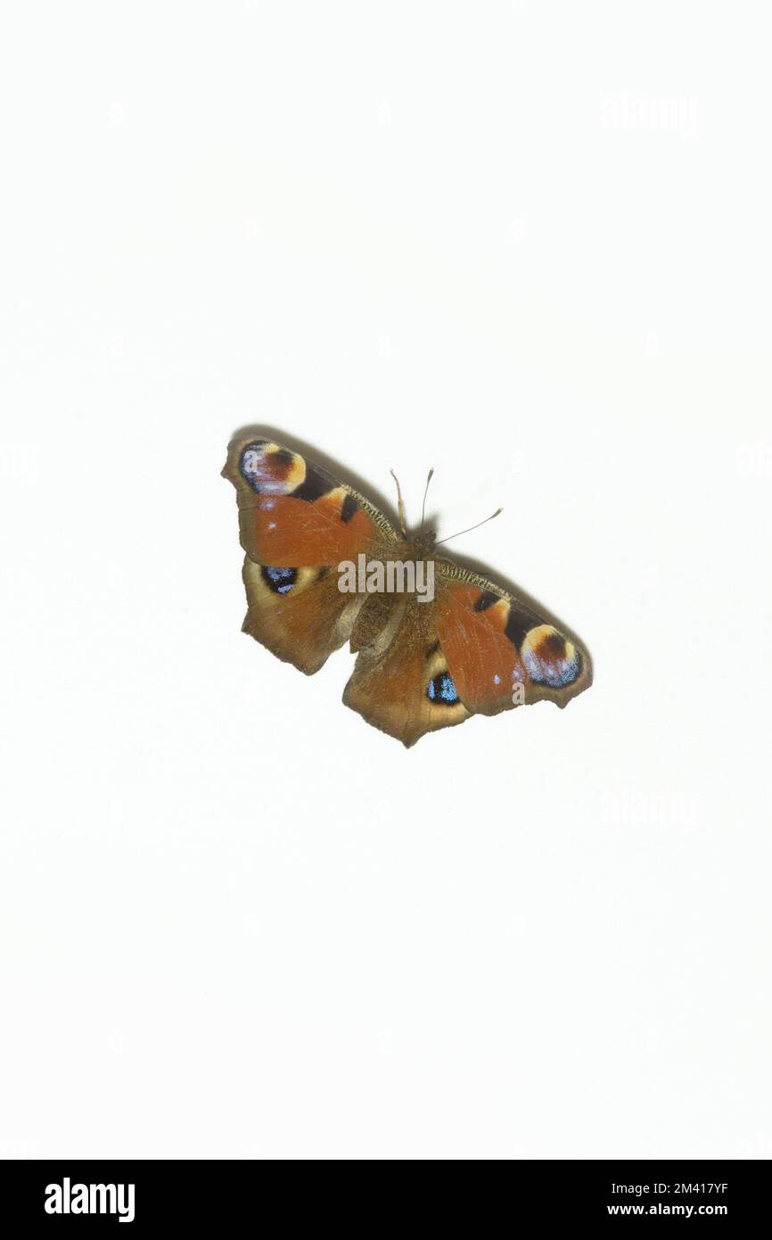 Isolated peacock butterfly on white background Stock Photo - Alamy