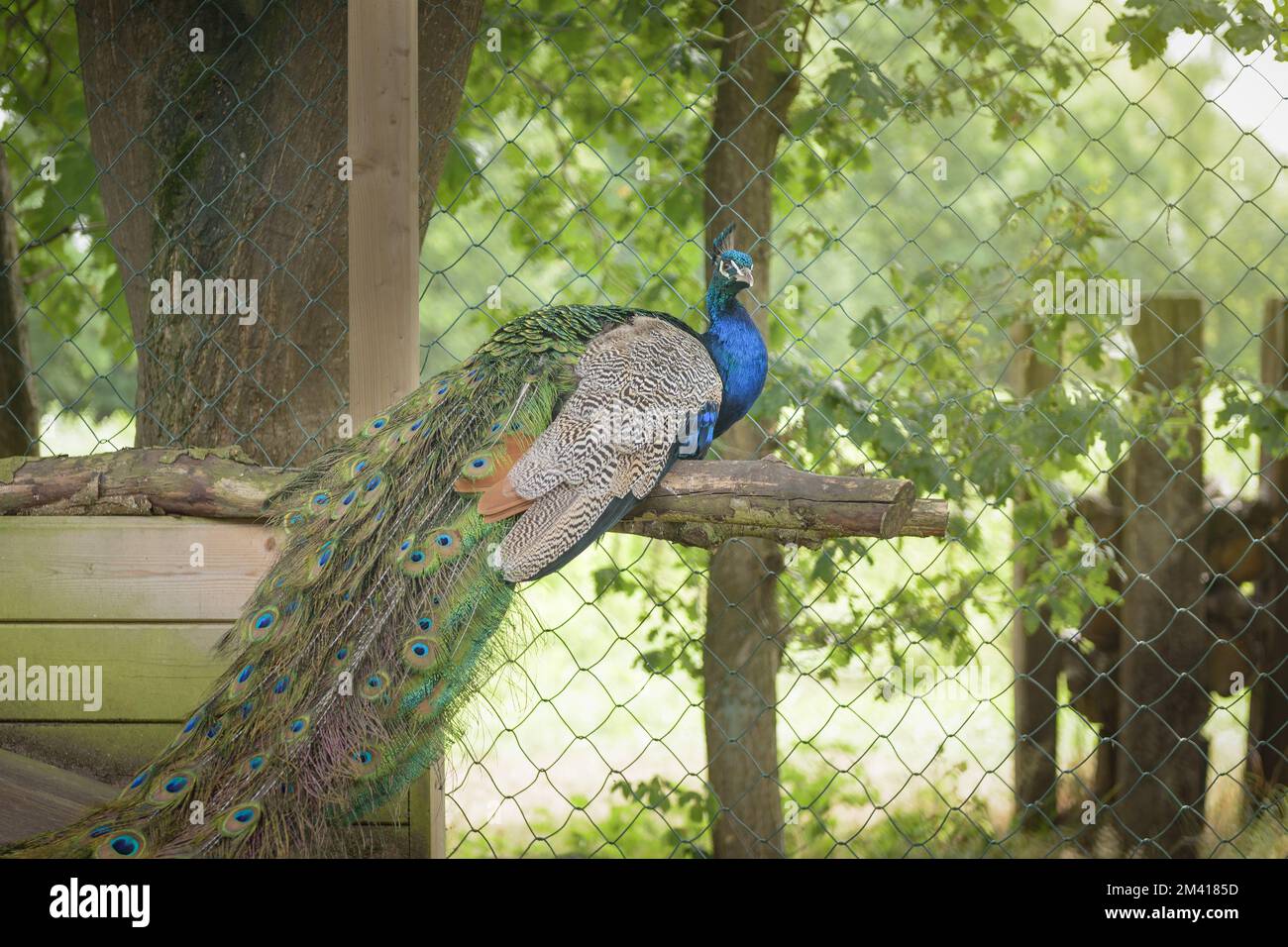 Peacock bird with a long tail, male Stock Photo