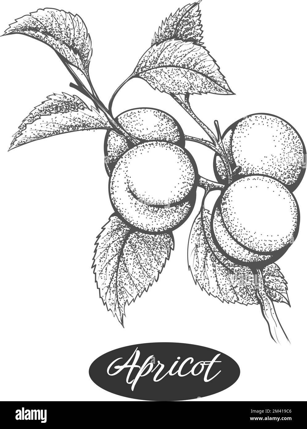 Engraving Stock Vector Images Alamy