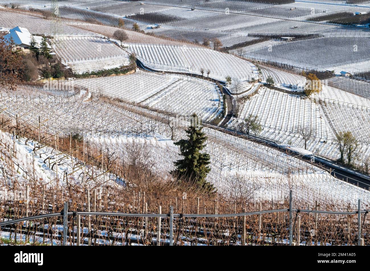 winter vineyards landscape, covered with snow. Trentino Alto Adige, Italy. Main economic factors are viticulture along the South Tyrolean Wine Route - Stock Photo