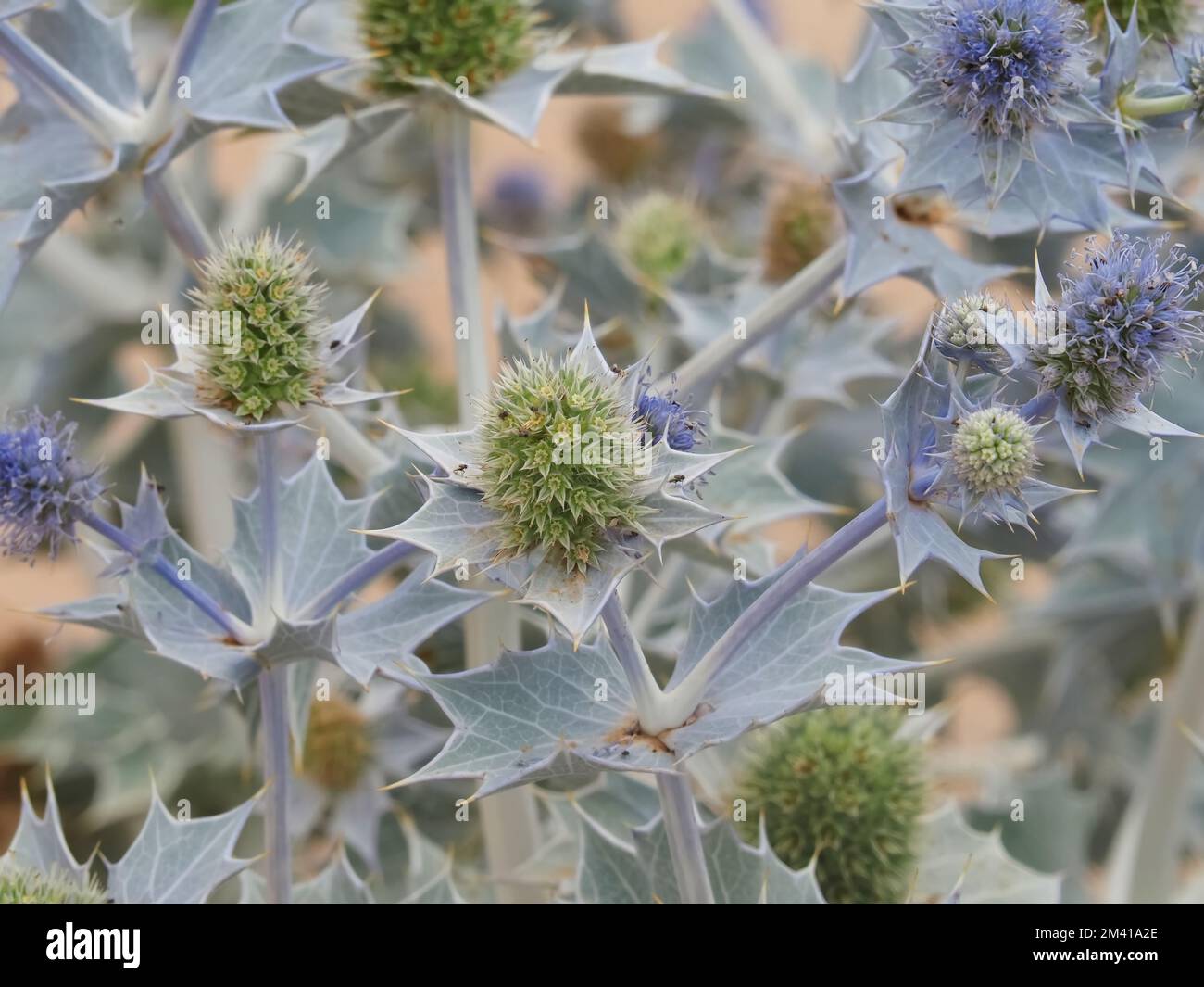 Sea holly thistle at a beach Stock Photo