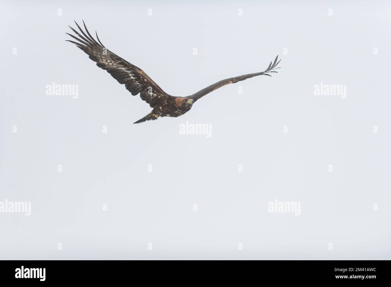 The golden eagle (Aquila chrysaetos) flying in the sky, isolated on the background. Stock Photo