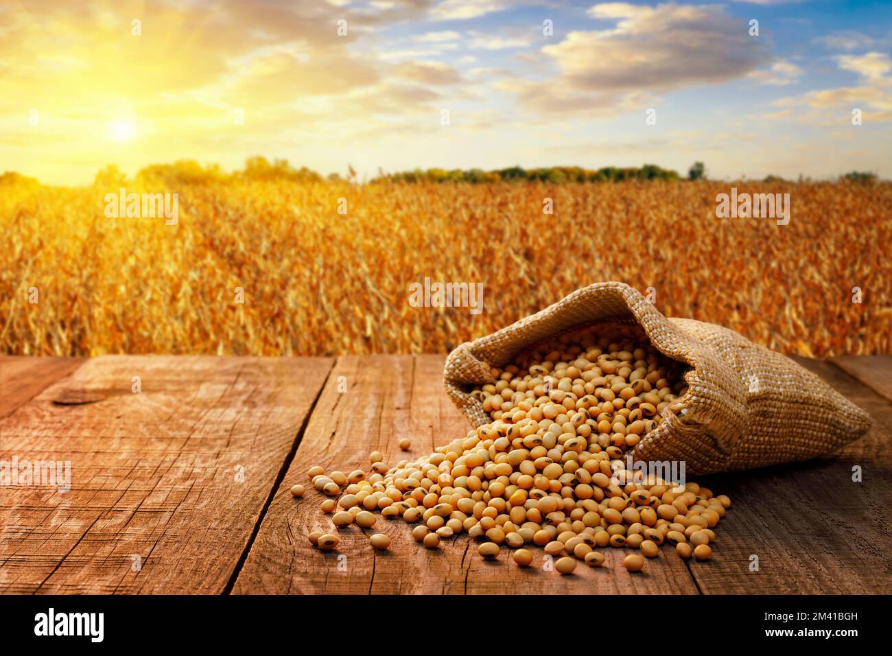 dried soybeans in burlap sack on table with ripe field on sunset Stock Photo