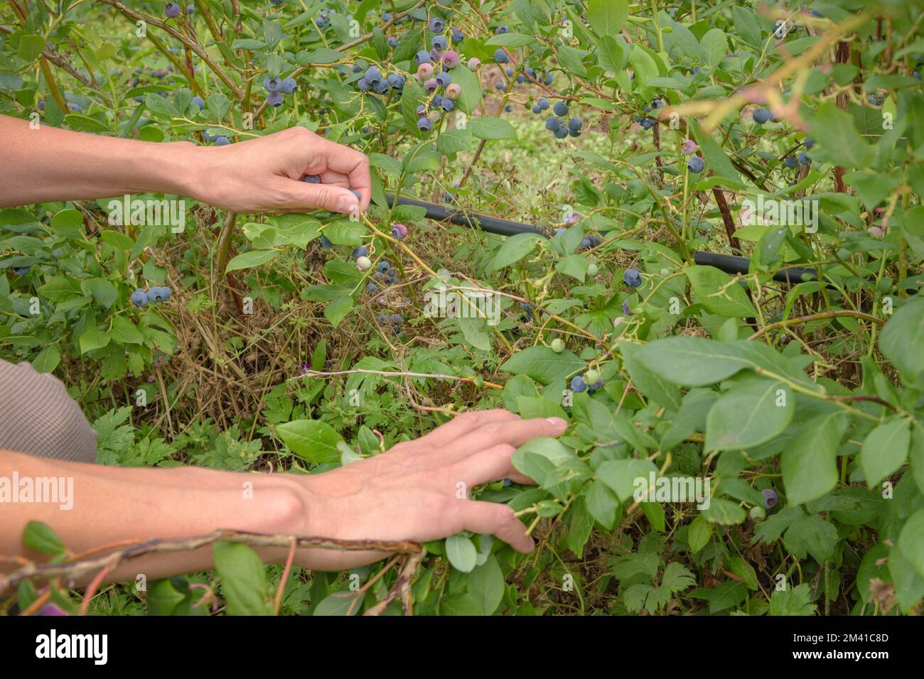 Blueberry picking in the field, selection of ripe berries close-up Vaccinium corymbosum Stock Photo