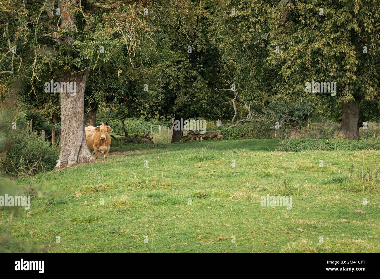 Farm in the forest area. A field with a cow in it. Stock Photo