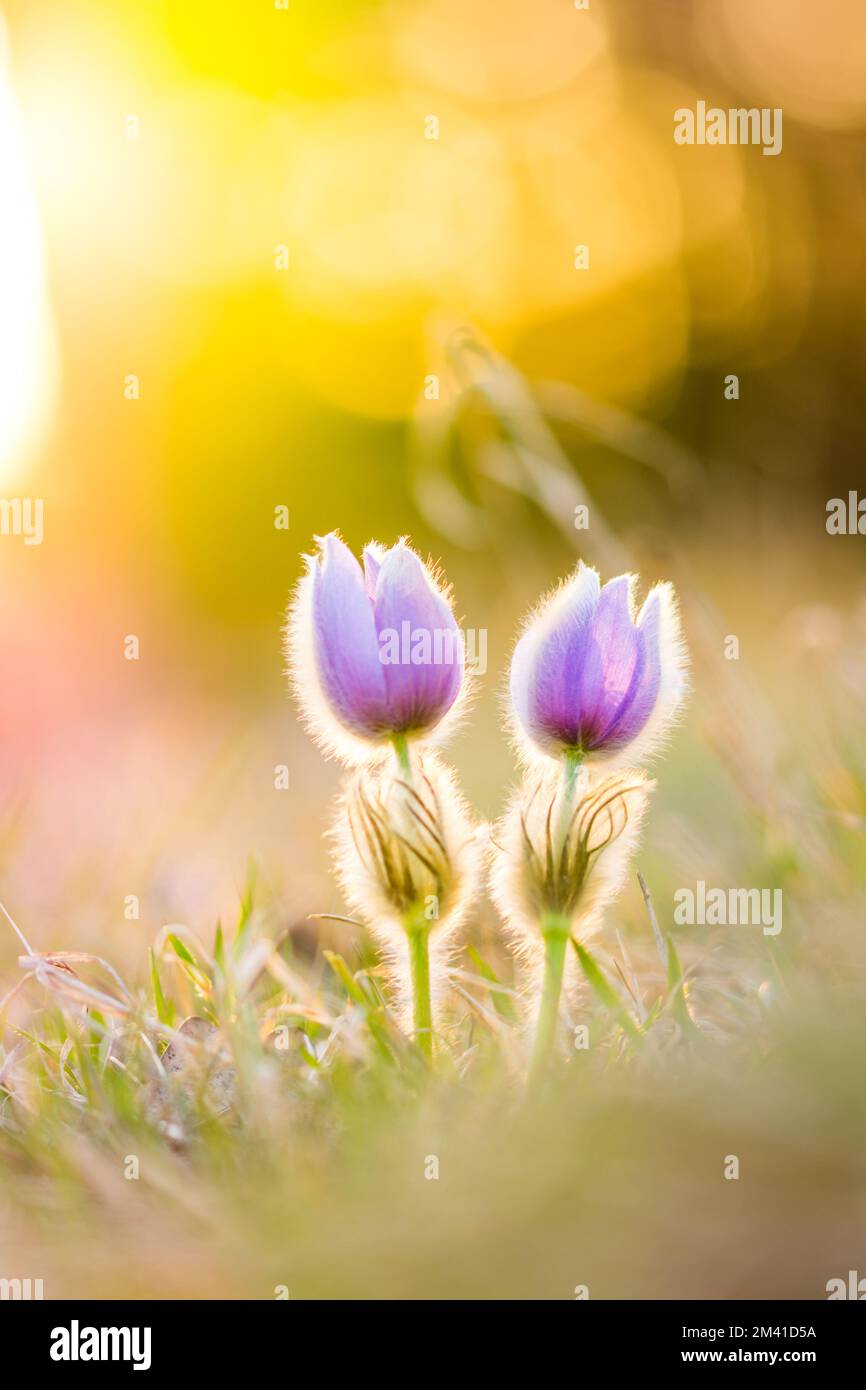 Pasque pulsatilla flower. Spring blossom on the sunset background, blooming meadow. Nice detail, colorful bokeh Stock Photo