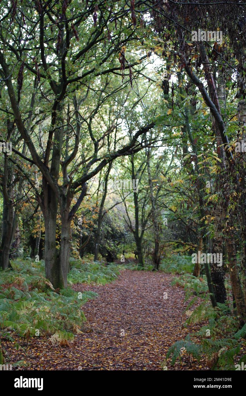 Quite woodland hi-res stock photography and images - Alamy