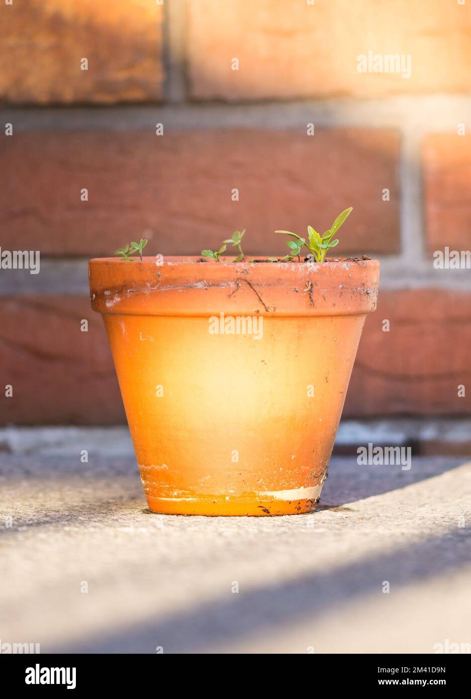 Plants growing in the room hi-res stock photography and images - Alamy