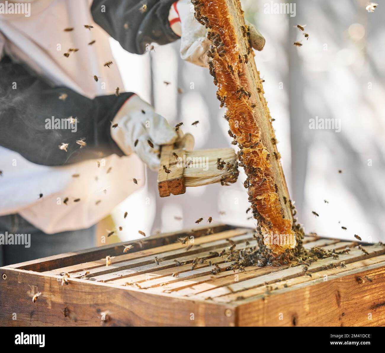Farmer hands, beekeeper brush or honey box harvesting on sustainability agriculture land, countryside farm or healthy food location. Zoom, insect bees Stock Photo