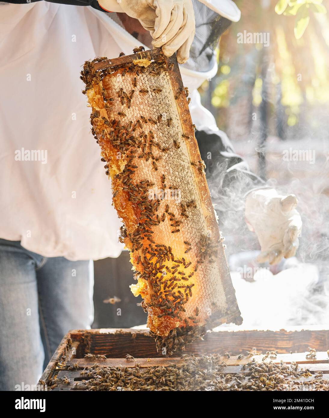 Bees, nature and hands with honey for beekeeping hobby, sustainable