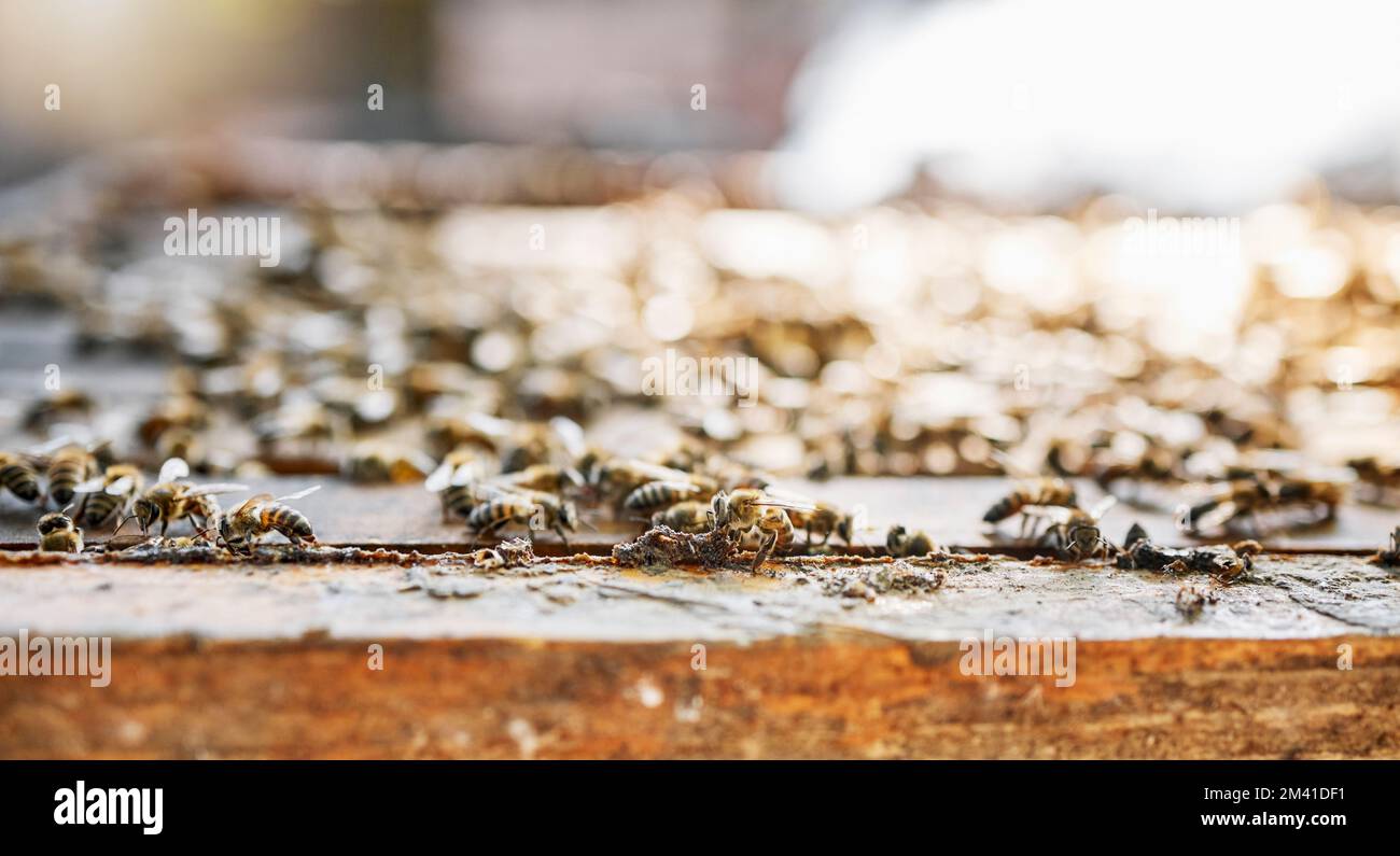 Farm, honey and agriculture with a bee colony outdoor in the countryside for natural farming or beekeeping. Nature, background and sustainability with Stock Photo