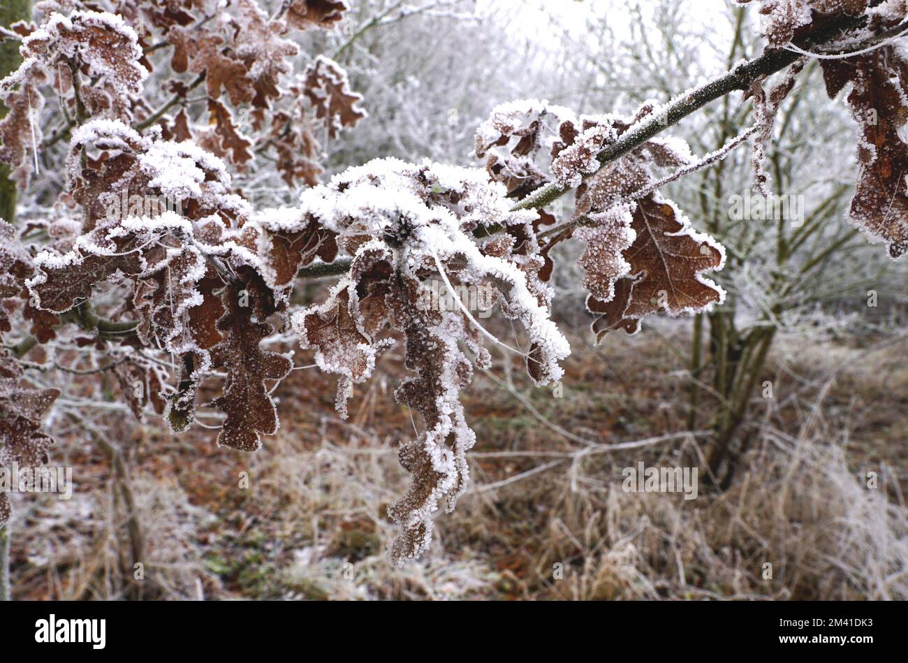 Fostige Tage und viel Raureif nach eiskalter Nacht Stock Photo