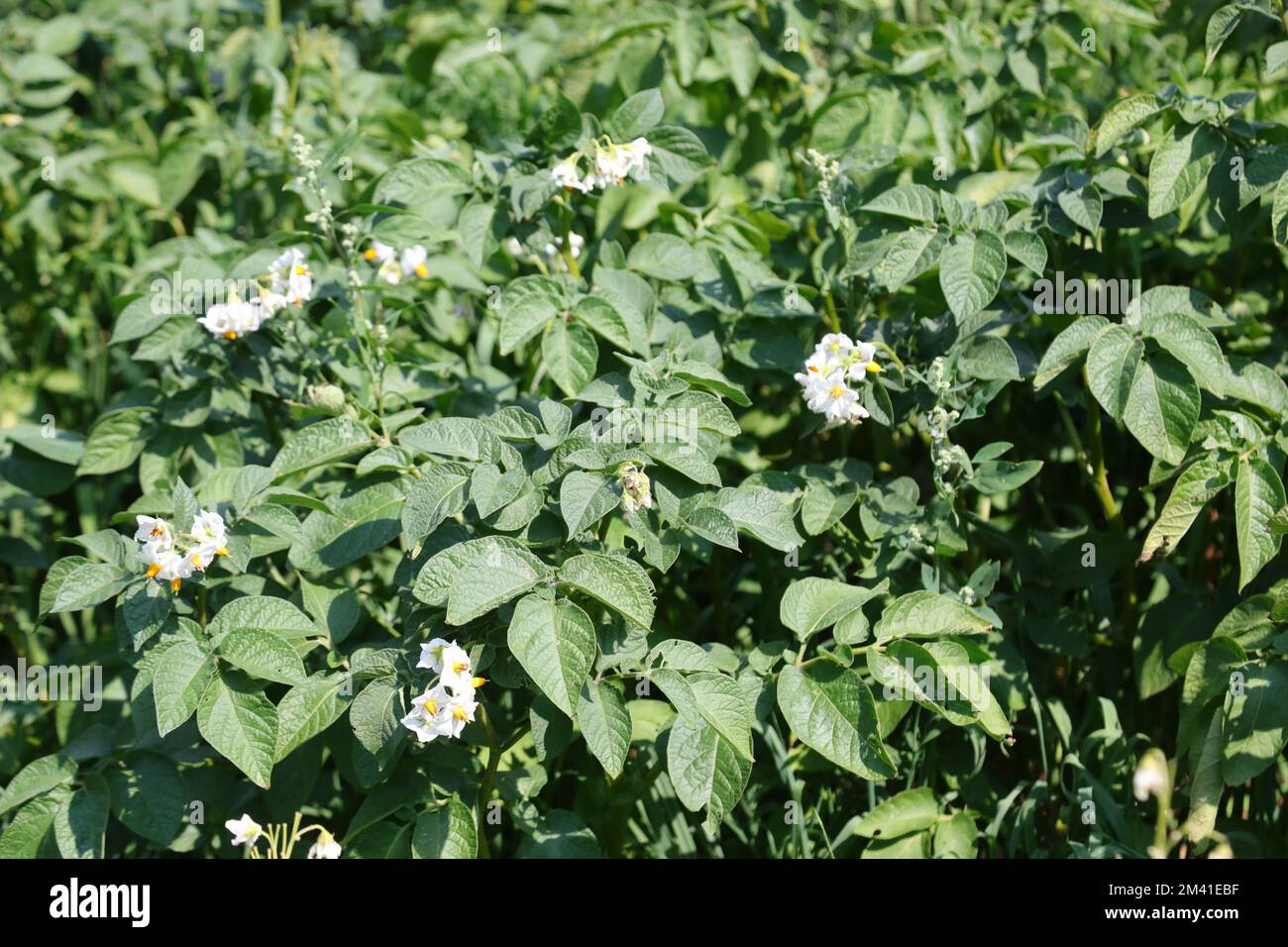 flower and leaves of potato plants grown in the mountains in summer Stock Photo