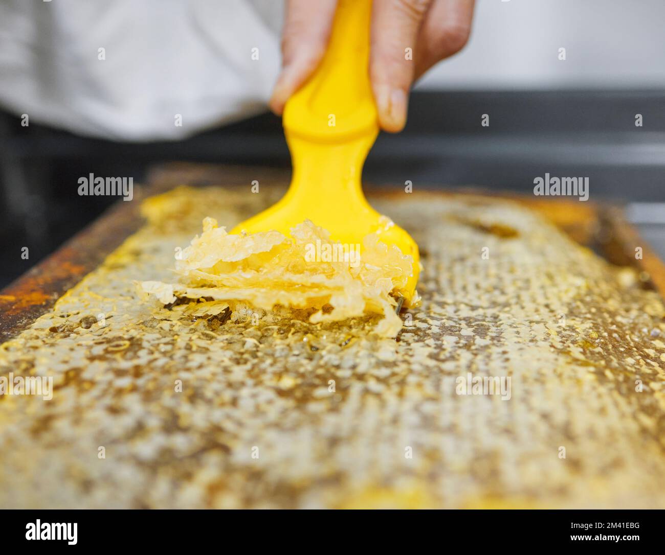 Hands, beekeeper or uncapping tool in honeycomb extraction, organic harvesting or healthy food collection. Zoom, worker or insect bees farmer with Stock Photo
