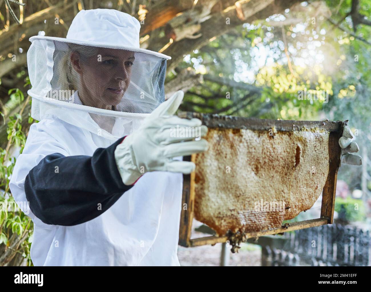 Woman, beekeeper hat or honeycomb check on honey production farm, sustainability farming land or healthy food agriculture. Mature worker, farmer or Stock Photo