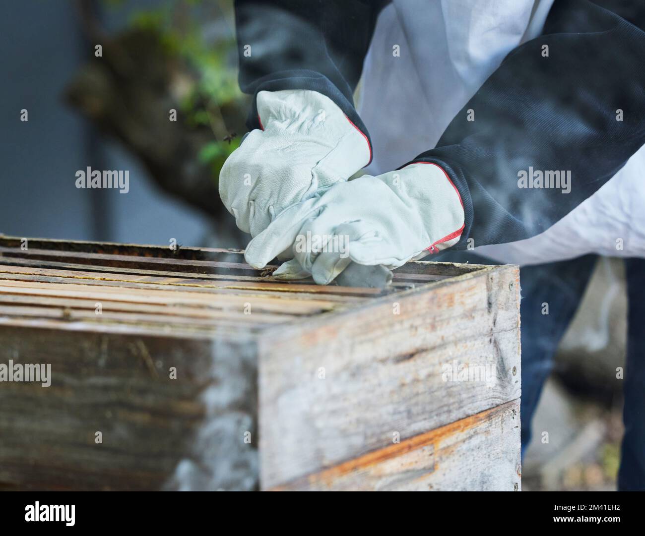 Beekeeping, box frame and beekeeper hands working on honey production farm for honeycomb, organic wax extraction and natural farming. Bees Stock Photo