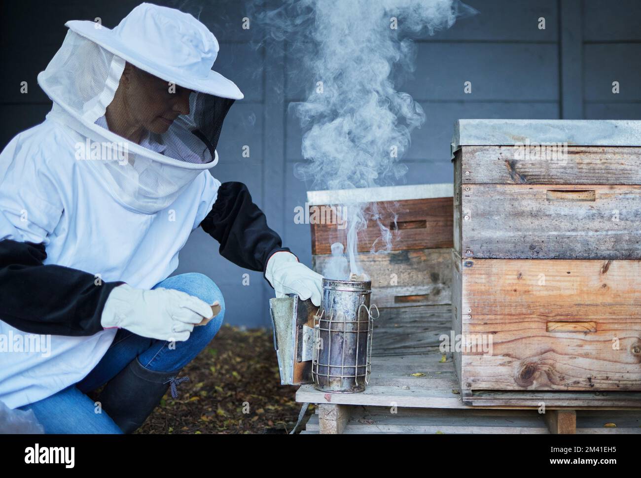 Bees, woman and smoke for honey, agriculture production and eco