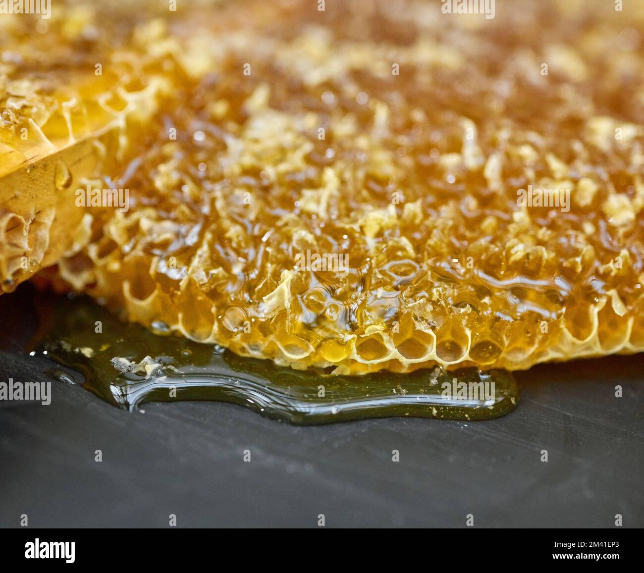 Closeup honeycomb, natural product and gold food for health, wellness and sweet nutrition at bee farm. Beeswax, honey and zoom of drip, liquid and Stock Photo