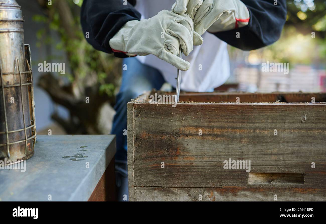 Beekeeper, hive tool and opening box, crate and storage to remove frame for honeycomb production process. Bees, insects and farmer hands collect wood Stock Photo