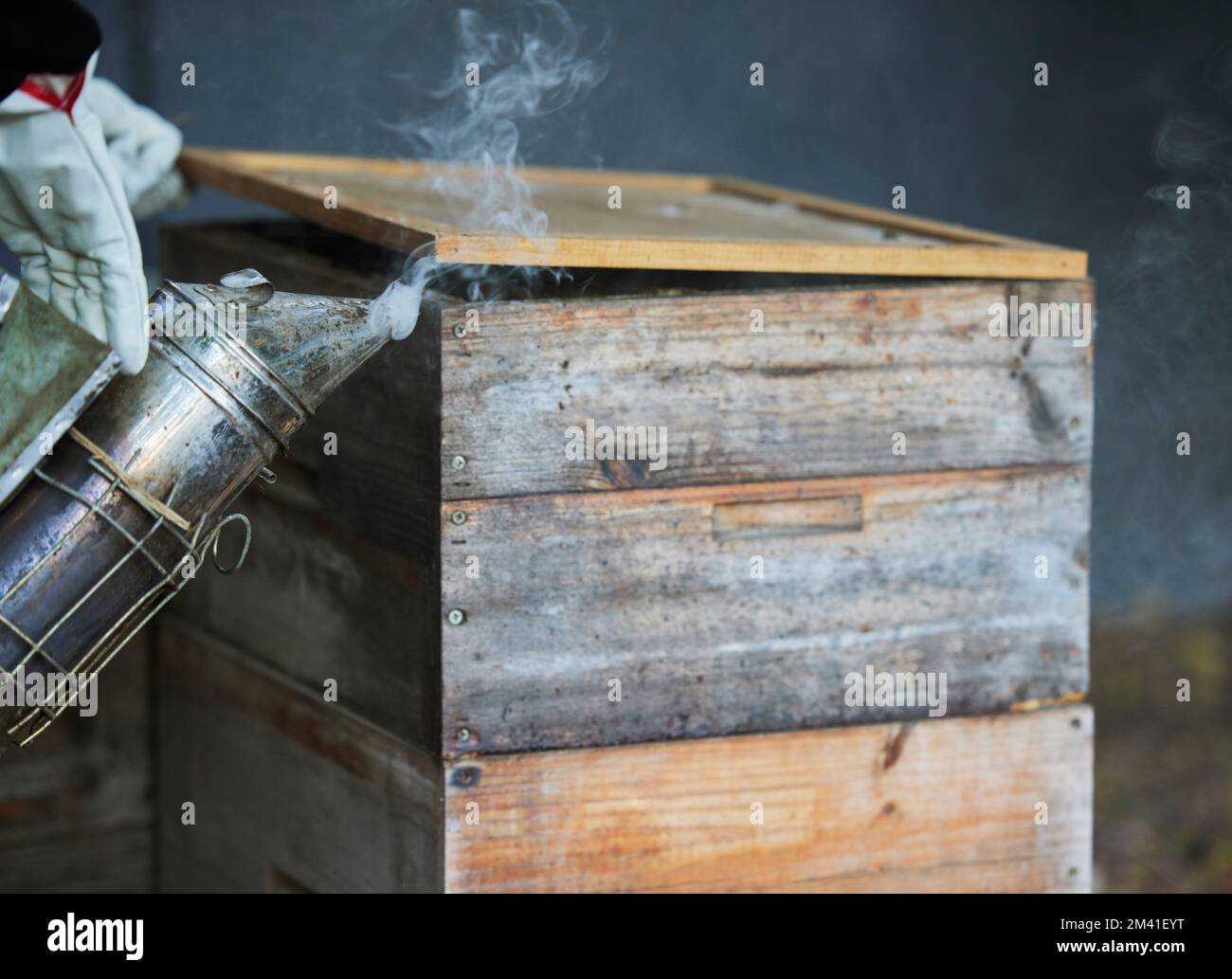Beekeeping, smoke and wood box for bee farming with smoker tools for