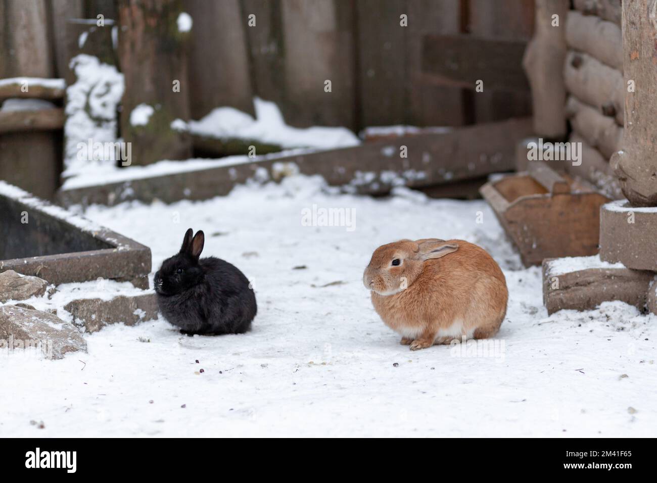 Forest sales rabbit food
