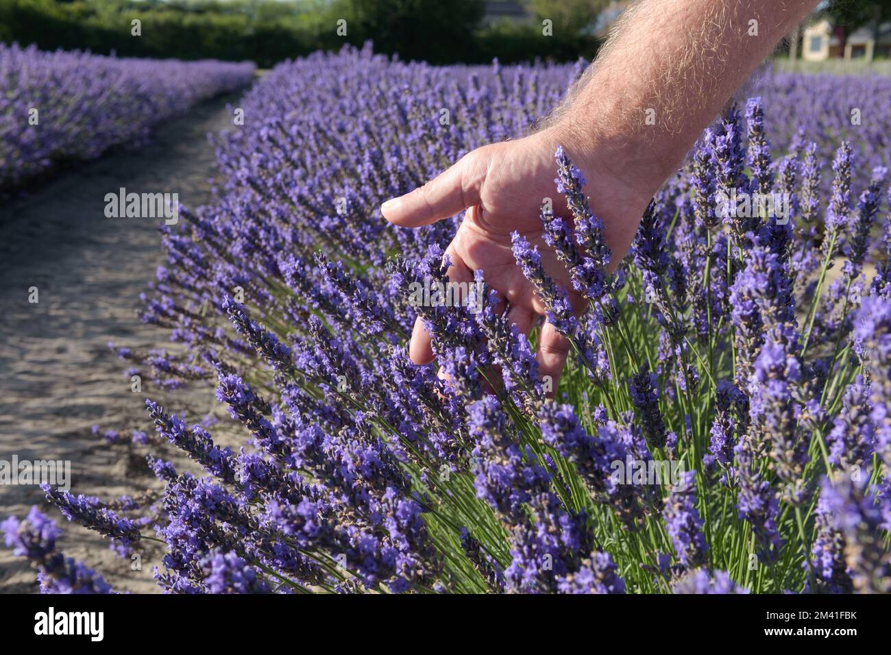 Touching lavender. Male hand in the tops of blooming plants close up. Aromatic flowers field. Sunny day natural background Stock Photo