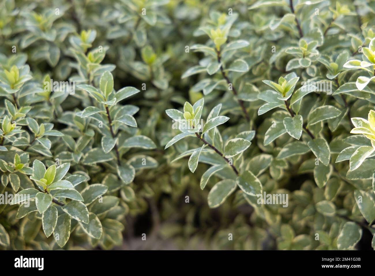 A closeup shot of the pittosporum tenuifolium 'silver queen' leaves Stock Photo
