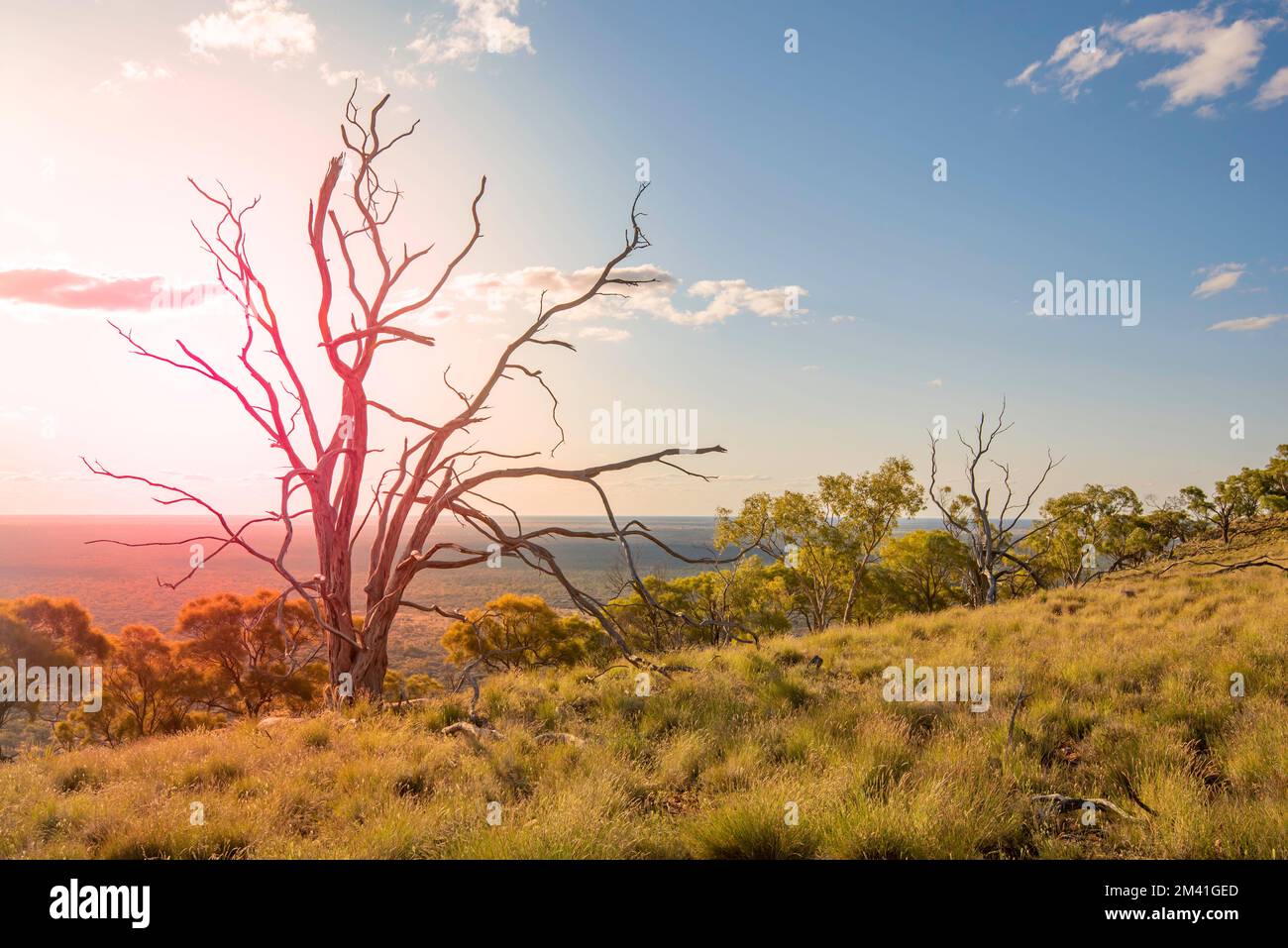 A dead desert Bloodwood tree (Corymbia terminalis) forms a natural sculpture on the top of Mount Oxley in north-west New South Wales, Australia Stock Photo