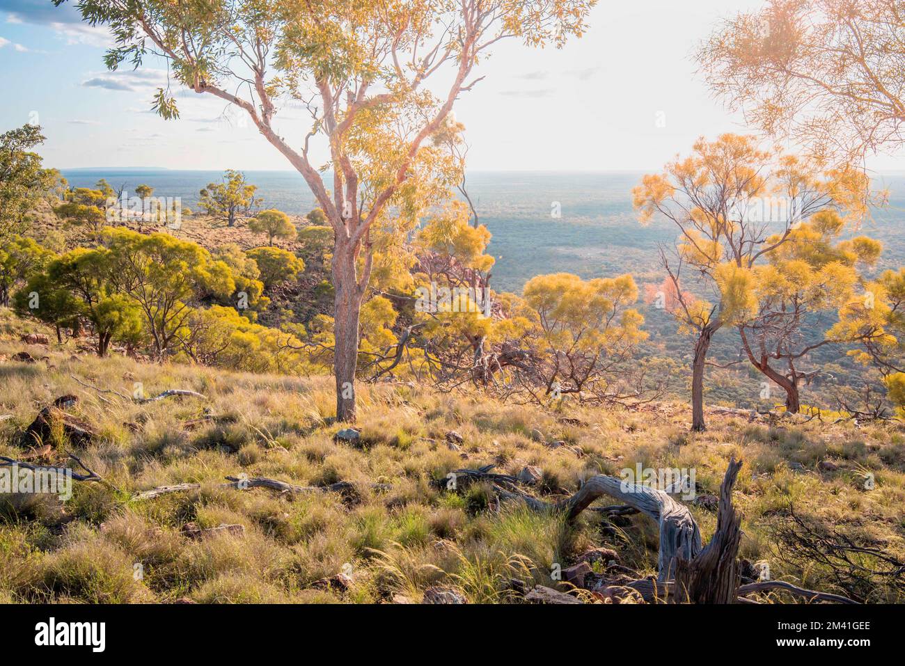 Desert Bloodwood trees (Corymbia terminalis) in the glow of afternoon sunlight on the top of Mount Oxley in north-west New South Wales, Australia Stock Photo