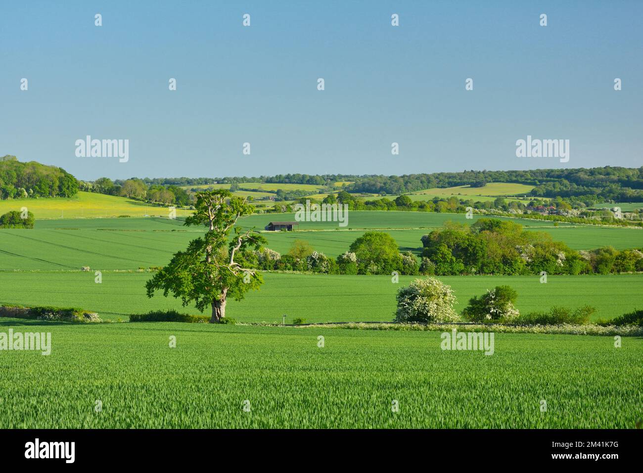 Agricultural fields in the british countryside near Tring