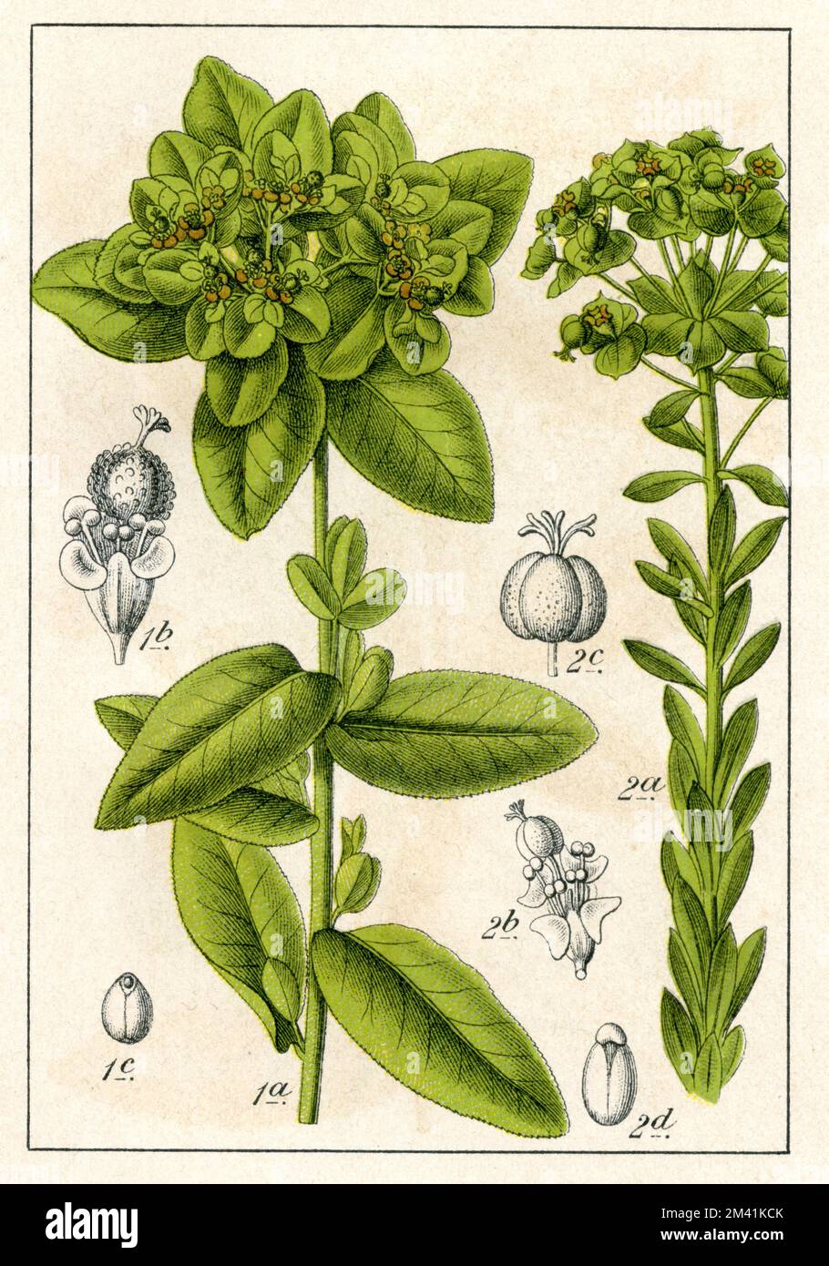 Wart Spurge Euphorbia verrucosa,  (botany book, 1902), Warzen-Wolfsmilch Stock Photo