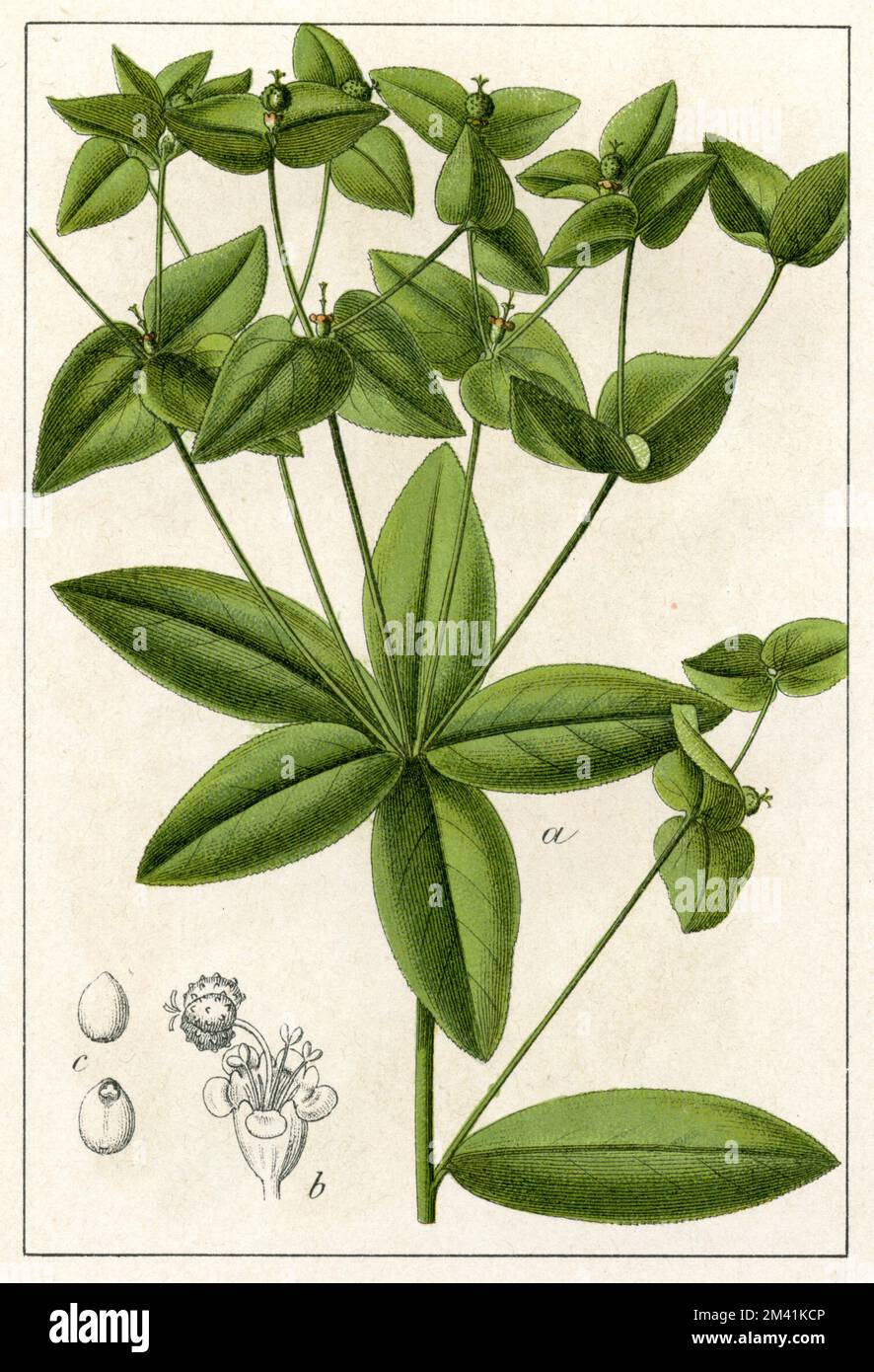 sweet spurge Euphorbia dulcis,  (botany book, 1902), Süße Wolfsmilch Stock Photo