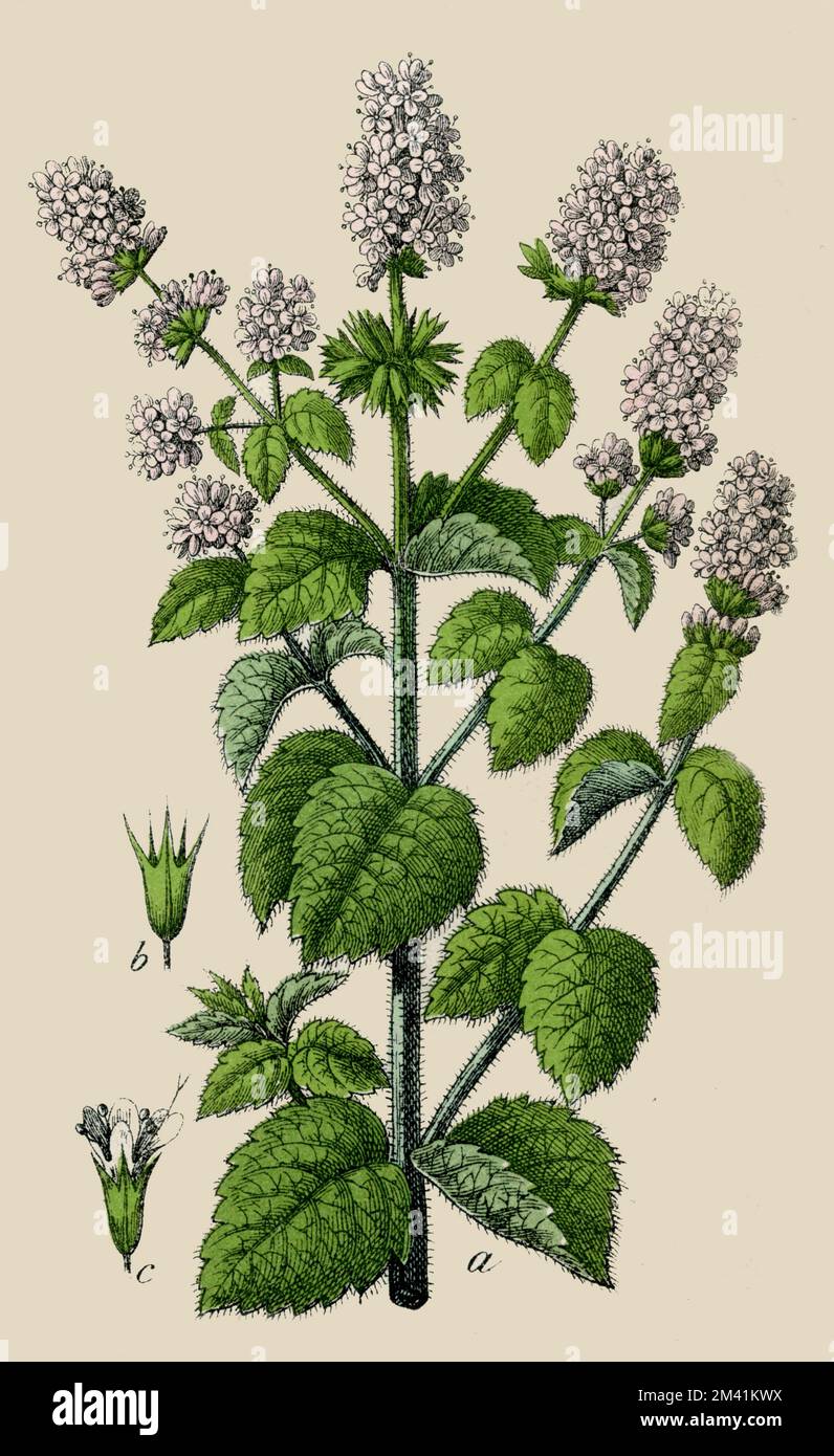 Menthe en grappe hi-res stock photography and images - Alamy