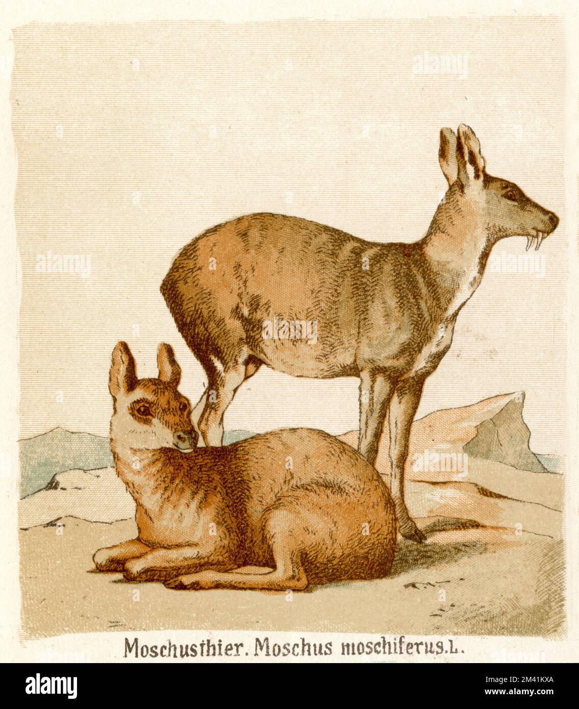 Siberian musk deer Moschus moschiferus, (biology book, 1884 ...