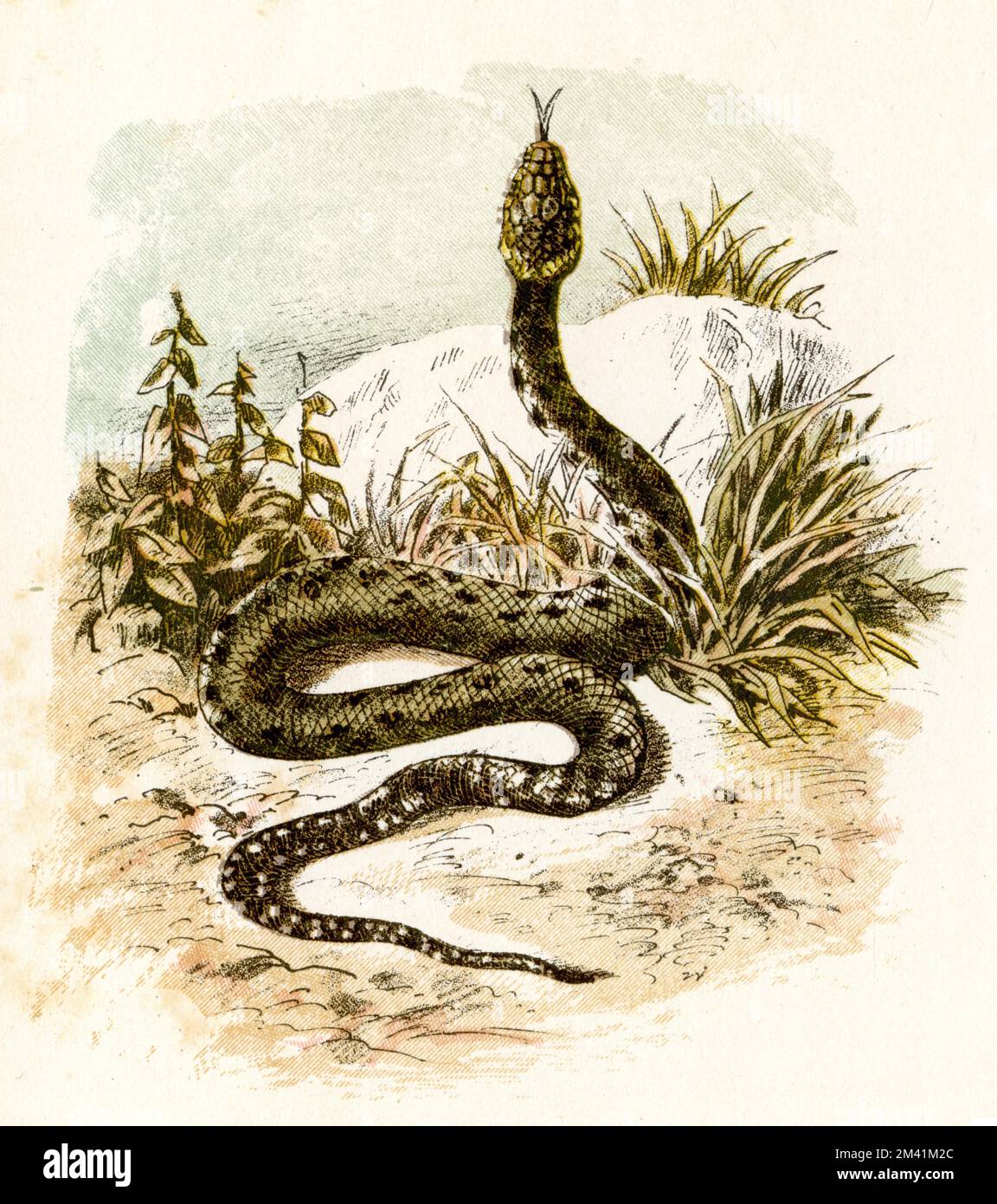 grass snake Natrix natrix,  (biology book, 1884), Ringelnatter Stock Photo