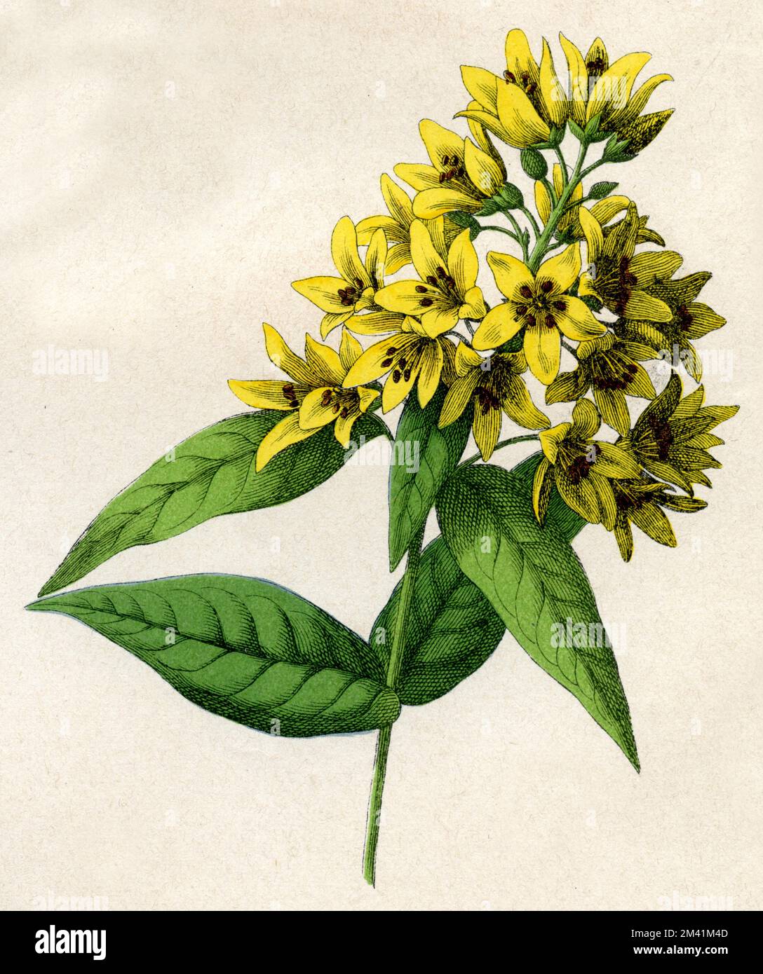 yellow loosestrife Lysimachia vulgaris,  (botany book, 1879), Gilbweiderich Stock Photo