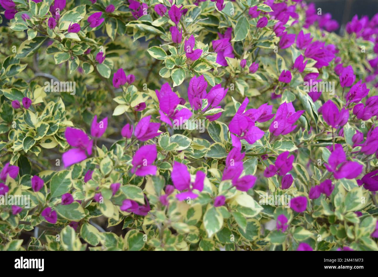 Bougainvillea spectabilis plant Stock Photo