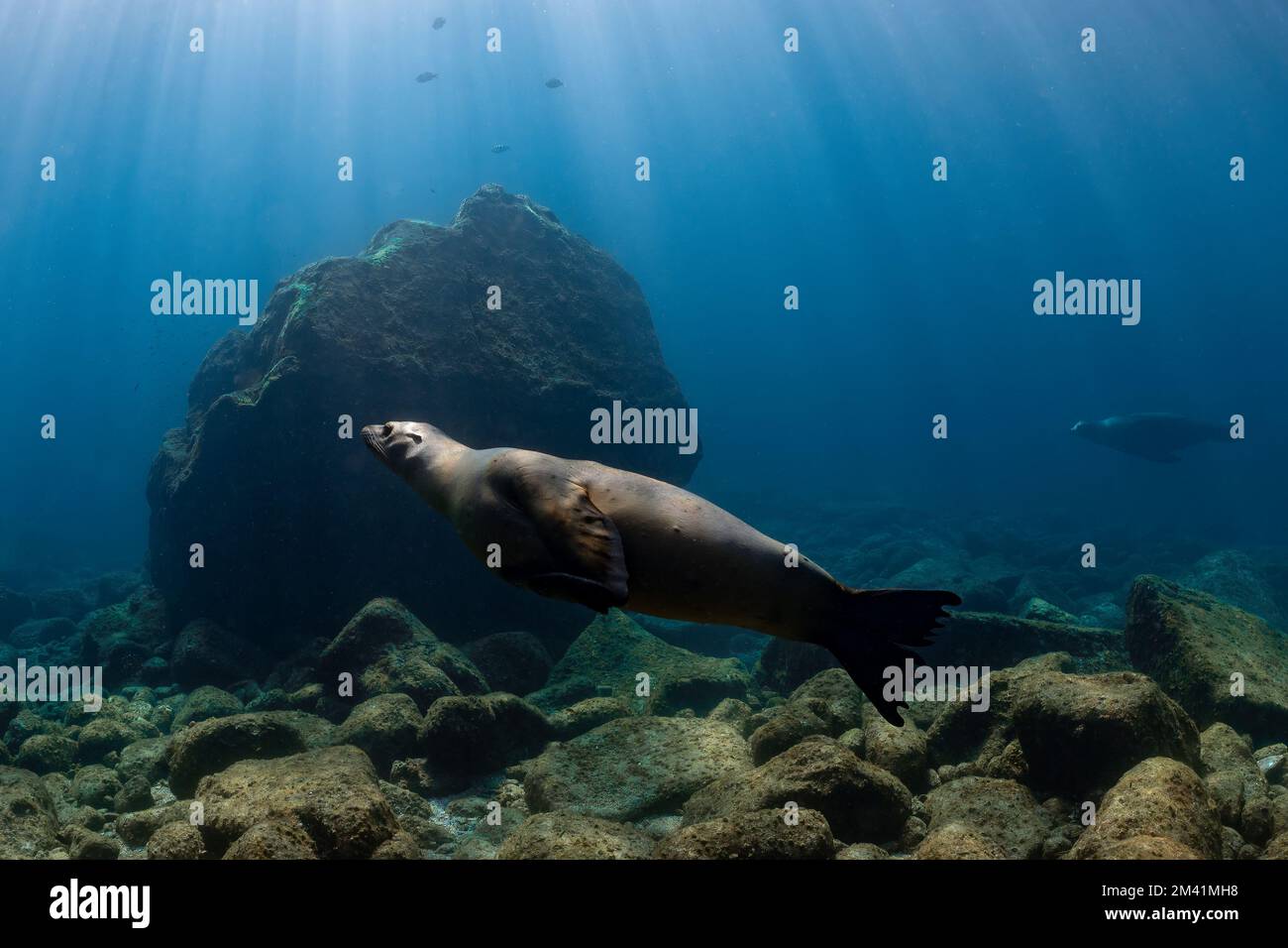 young sea lion playing with a scuba diver in La Paz Baja California Stock Photo