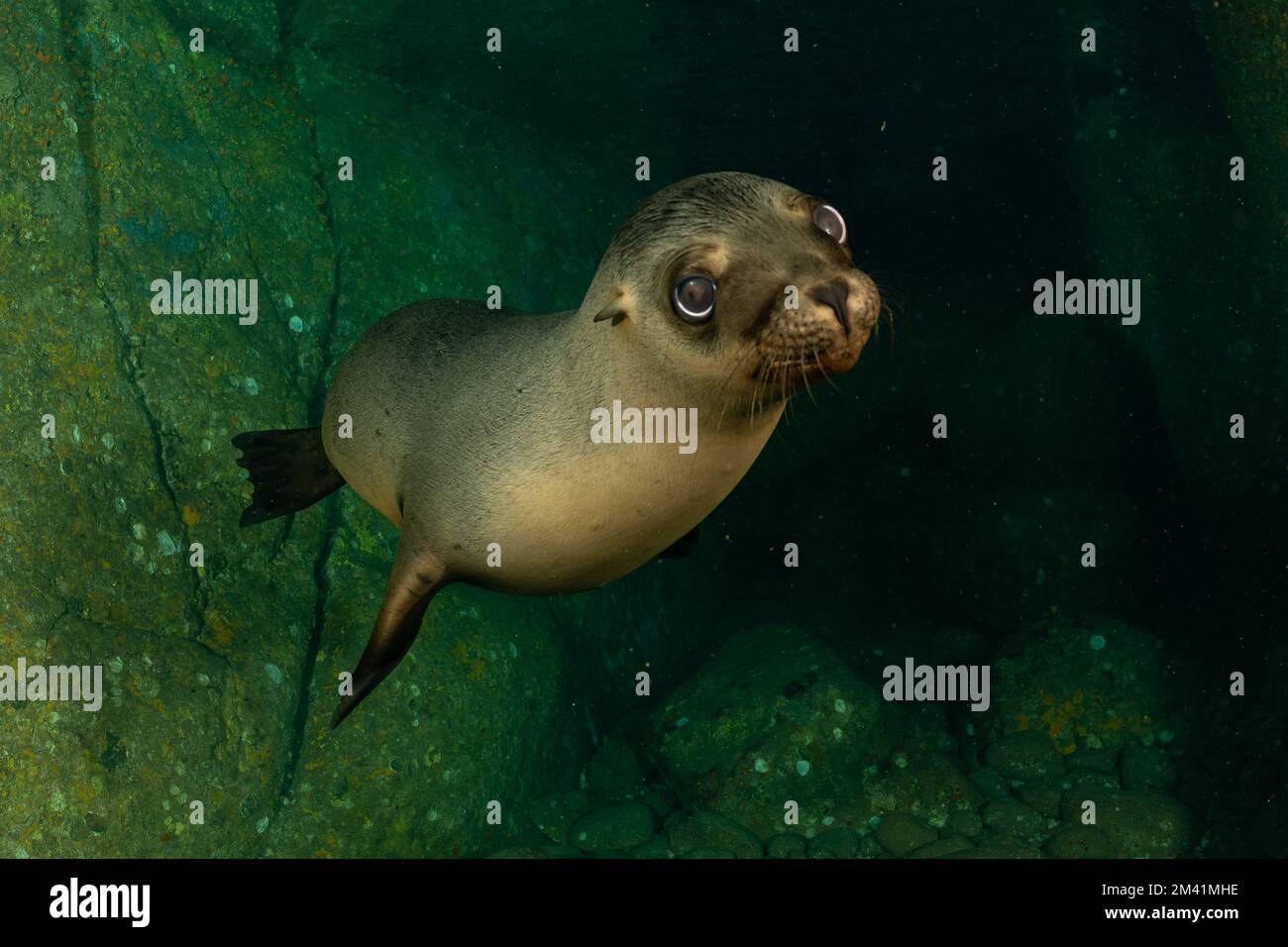 young sea lion playing with a scuba diver in La Paz Baja California Stock Photo
